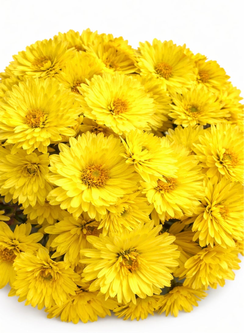 Fresh Yellow Chrysanthemum Flowers (Button Mum) – Handpicked Natural Loose Flowers for Pooja, Decoration & Events - Image 2